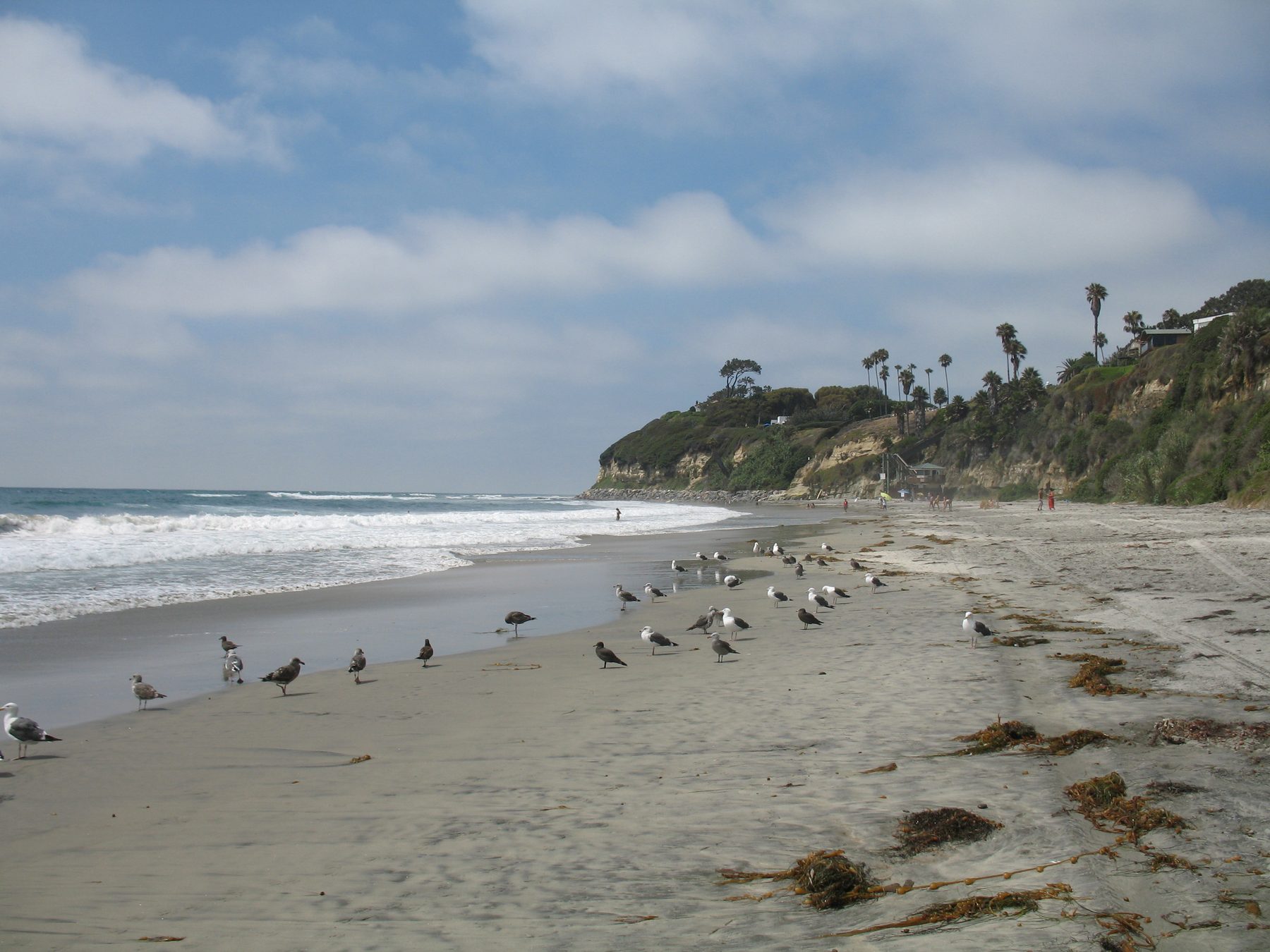 Swami's Beach shoreline and Encinitas coastal bluffs
